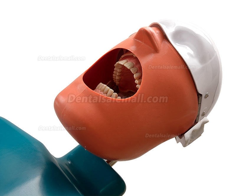 Jingle JG-C1 Dental Surgery Practice Model Head Clamp Type Simulation Phantom Head